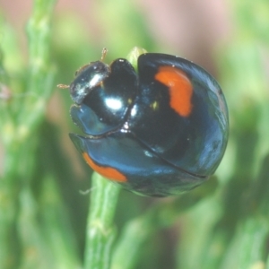 Orcus bilunulatus at Greenway, ACT - 5 Apr 2023