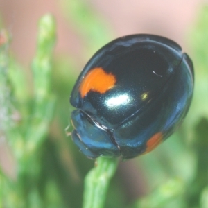 Orcus bilunulatus at Greenway, ACT - 5 Apr 2023