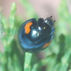 Orcus bilunulatus at Greenway, ACT - 5 Apr 2023