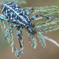 Chrysolopus spectabilis (Botany Bay Weevil) at Greenway, ACT - 5 Apr 2023 by Harrisi