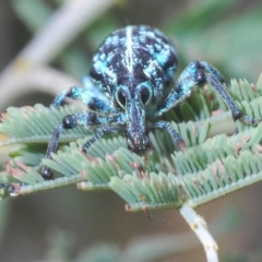 Chrysolopus spectabilis at Greenway, ACT - 5 Apr 2023