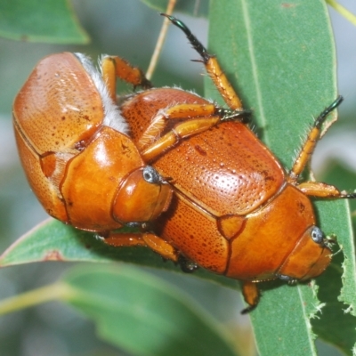 Anoplognathus porosus (Porosus Christmas beetle) at Pine Island to Point Hut - 5 Apr 2023 by Harrisi