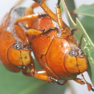 Anoplognathus porosus at Greenway, ACT - 5 Apr 2023