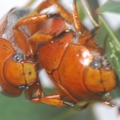 Anoplognathus porosus at Greenway, ACT - 5 Apr 2023