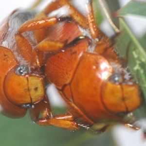 Anoplognathus porosus at Greenway, ACT - 5 Apr 2023