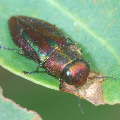 Melobasis vittata (A Melobasis jewel beetle) at Pine Island to Point Hut - 5 Apr 2023 by Harrisi