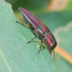 Melobasis vittata at Greenway, ACT - 5 Apr 2023 02:10 PM