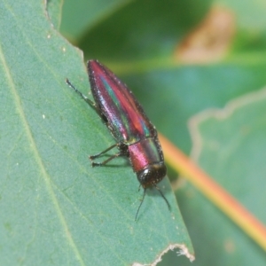 Melobasis vittata at Greenway, ACT - 5 Apr 2023 02:10 PM