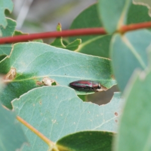 Melobasis vittata at Greenway, ACT - 5 Apr 2023