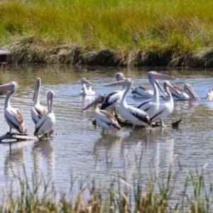 Pelecanus conspicillatus at Fyshwick, ACT - 5 Apr 2023