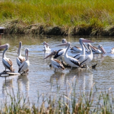 Pelecanus conspicillatus (Australian Pelican) at Jerrabomberra Wetlands - 5 Apr 2023 by RodDeb