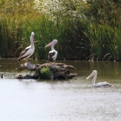 Pelecanus conspicillatus at Fyshwick, ACT - 5 Apr 2023