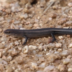 Lampropholis delicata at Fyshwick, ACT - 5 Apr 2023 01:23 PM