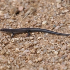 Lampropholis delicata at Fyshwick, ACT - 5 Apr 2023