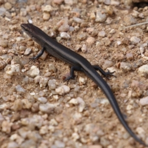 Lampropholis delicata at Fyshwick, ACT - 5 Apr 2023