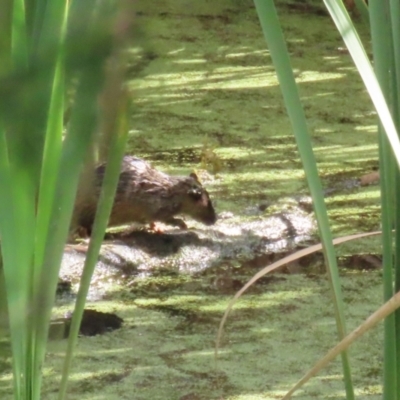 Hydromys chrysogaster (Rakali or Water Rat) at Jerrabomberra Wetlands - 5 Apr 2023 by RodDeb