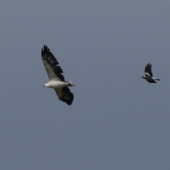 Haliaeetus leucogaster (White-bellied Sea-Eagle) at Jerrabomberra Wetlands - 5 Apr 2023 by RodDeb