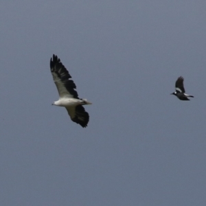 Haliaeetus leucogaster at Fyshwick, ACT - 5 Apr 2023