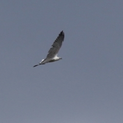 Haliaeetus leucogaster at Fyshwick, ACT - 5 Apr 2023