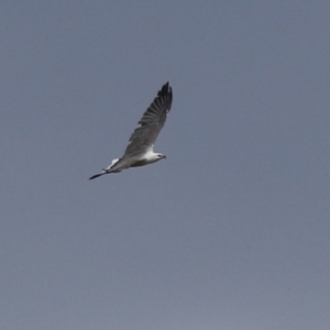 Haliaeetus leucogaster at Fyshwick, ACT - 5 Apr 2023