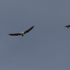 Haliaeetus leucogaster at Fyshwick, ACT - 5 Apr 2023