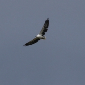 Haliaeetus leucogaster at Fyshwick, ACT - 5 Apr 2023