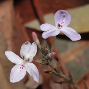 Pseuderanthemum variabile at Capalaba, QLD - 12 Mar 2023