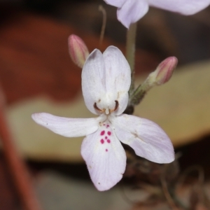 Pseuderanthemum variabile at Capalaba, QLD - 12 Mar 2023