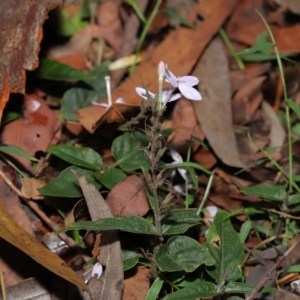 Pseuderanthemum variabile at Capalaba, QLD - 12 Mar 2023