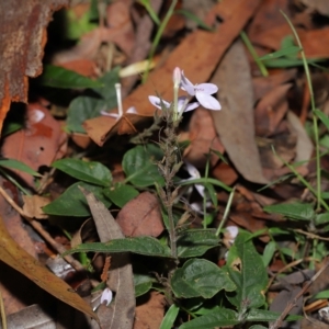 Pseuderanthemum variabile at Capalaba, QLD - 12 Mar 2023 10:26 AM