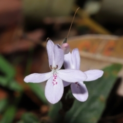 Pseuderanthemum variabile at Capalaba, QLD - 12 Mar 2023