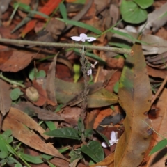 Pseuderanthemum variabile at Capalaba, QLD - 12 Mar 2023 10:26 AM