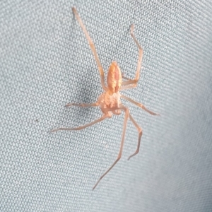 Cheiracanthium sp. (genus) at Mount Clear, ACT - 5 Apr 2023