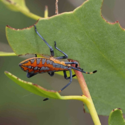 Amorbus (genus) (Eucalyptus Tip bug) at O'Connor, ACT - 4 Feb 2023 by ConBoekel