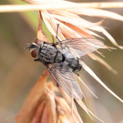 Exorista sp. (genus) (A Bristle Fly) at Dryandra St Woodland - 4 Feb 2023 by ConBoekel