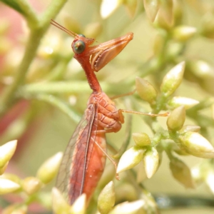 Mantispidae (family) at O'Connor, ACT - 4 Feb 2023 02:44 PM