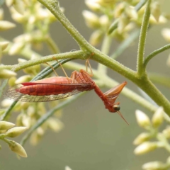 Mantispidae (family) at O'Connor, ACT - 4 Feb 2023