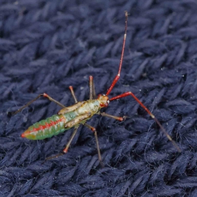 Rayieria acaciae (Acacia-spotting bug) at O'Connor, ACT - 4 Feb 2023 by ConBoekel