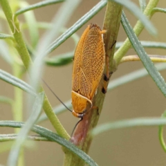 Ellipsidion humerale (Common Ellipsidion) at Dryandra St Woodland - 4 Feb 2023 by ConBoekel