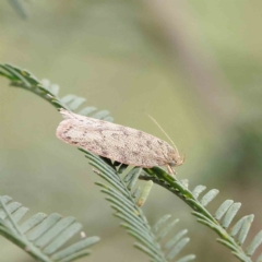 Garrha repandula (a Concealer Moth) at Dryandra St Woodland - 4 Feb 2023 by ConBoekel