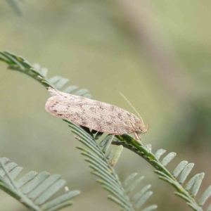 Garrha repandula at O'Connor, ACT - 4 Feb 2023