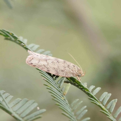 Garrha repandula (a Concealer Moth) at Dryandra St Woodland - 4 Feb 2023 by ConBoekel