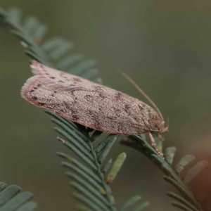 Garrha repandula at O'Connor, ACT - 4 Feb 2023