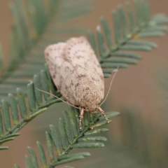 Garrha repandula at O'Connor, ACT - 4 Feb 2023