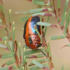 Calomela curtisi (Acacia leaf beetle) at Dryandra St Woodland - 4 Feb 2023 by ConBoekel