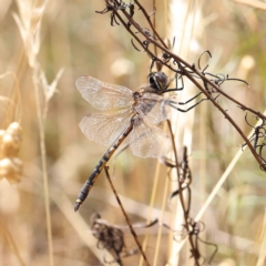 Hemicordulia tau (Tau Emerald) at O'Connor, ACT - 4 Feb 2023 by ConBoekel