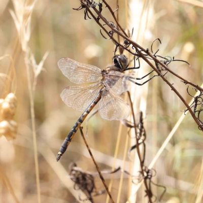 Hemicordulia tau (Tau Emerald) at Dryandra St Woodland - 4 Feb 2023 by ConBoekel