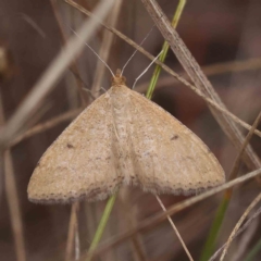 Scopula rubraria (Reddish Wave, Plantain Moth) at Dryandra St Woodland - 4 Feb 2023 by ConBoekel