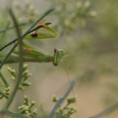 Unidentified Praying mantis (Mantodea) at O'Connor, ACT - 4 Feb 2023 by ConBoekel