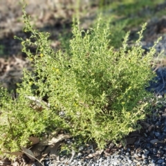 Dittrichia graveolens (Stinkwort) at Yass River, NSW - 4 Apr 2023 by SenexRugosus